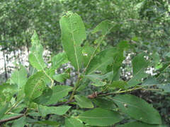 Salix pseudomedemii