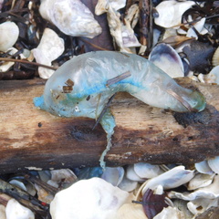 Physalia physalis