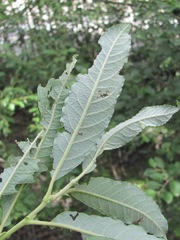 Salix pseudomedemii