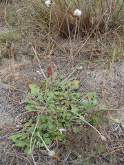 Haplocarpha lyrata