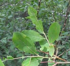 Salix pseudomedemii