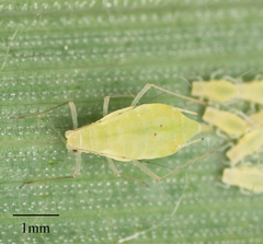 Pulgão-da-folha (Metopolophium dirhodum)