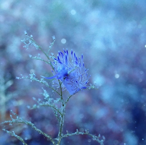 Photo of Affined aeolid (Flabellina affinis)
