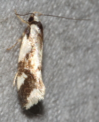 Machetis aphrobola