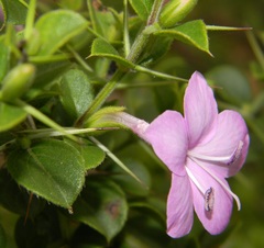 Barleria buxifolia
