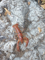 Pacifastacus leniusculus