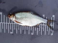 Blicca bjoerkna