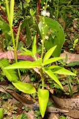 Croton bonplandianus