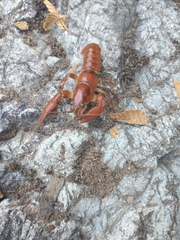 Pacifastacus leniusculus