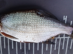 Blicca bjoerkna