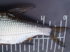 Blicca bjoerkna