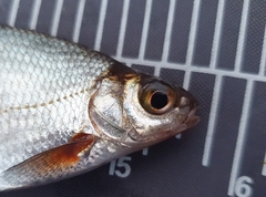 Blicca bjoerkna