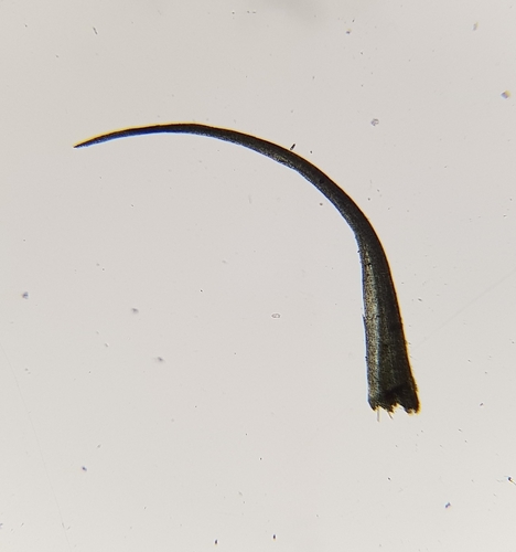 Image of Calcidicranella varia by (c) Helen Waterman, some rights reserved (CC BY)