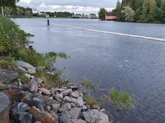 Blicca bjoerkna