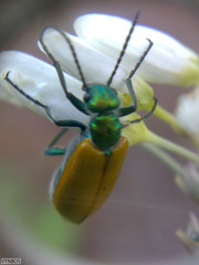 Prolytta nitidula