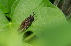 Hermetia subpellucida