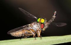 Ommatiini