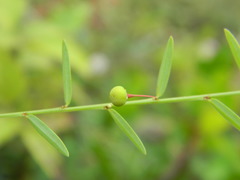 Phyllanthus virgatus