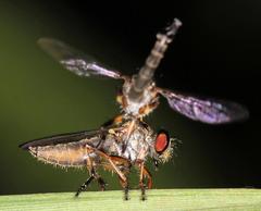Ommatiini