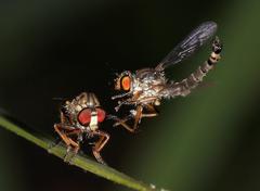 Ommatiini