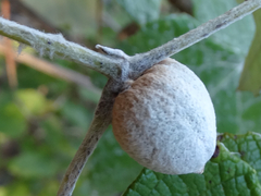 Ampelomyia vitispomum