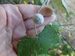 Ampelomyia vitispomum