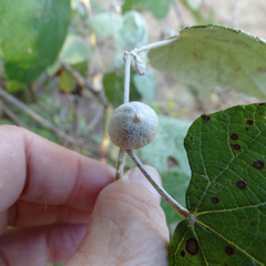 Ampelomyia vitispomum