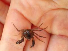 Halicarcinus