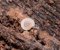 Meredithena dandenongensis