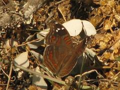 Junonia natalica natalica