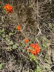 Castilleja latifolia