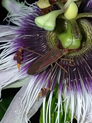 Anisoscelis scutellaris