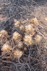 Anacampseros subnuda