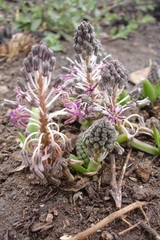 Ledebouria ovatifolia