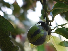 Diospyros malabarica