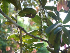 Diospyros malabarica