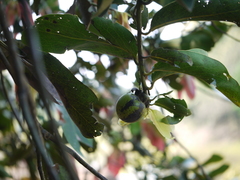 Diospyros malabarica