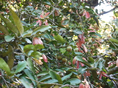 Diospyros malabarica