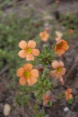 Jamesbrittenia aurantiaca