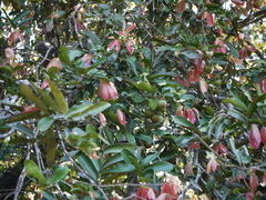 Diospyros malabarica