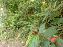 Brachythemis contaminata