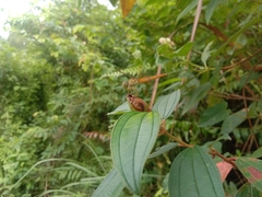 Brachythemis contaminata
