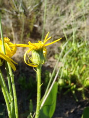 Senecio coronatus