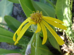 Senecio coronatus