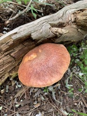 Gymnopilus allantopus