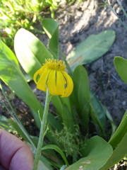 Senecio coronatus