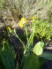 Senecio coronatus