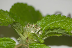 Pilea nummulariifolia