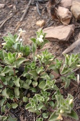 Dyschoriste costata
