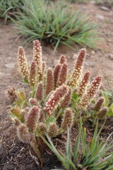 Acalypha glandulifolia